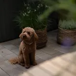 't Veluws Nest - Knus Veluwe - Hoenderloo, Honden Welkom