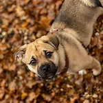 't Veluws Nest - Knus Veluwe - Hoenderloo, Honden Welkom Alpesi faház *