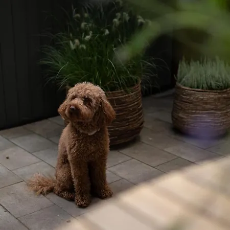 't Veluws Nest - Knus Veluwe - Hoenderloo, Honden Welkom