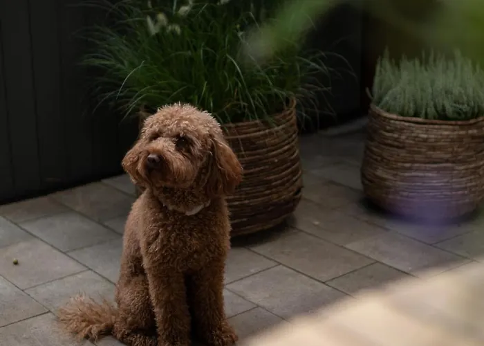 't Veluws Nest - Knus Veluwe - Hoenderloo, Honden Welkom