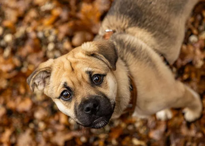 't Veluws Nest - Knus Veluwe - Hoenderloo, Honden Welkom Domek alpejski *