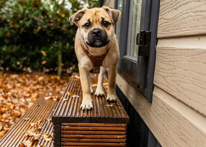 't Veluws Nest - Knus Veluwe - Hoenderloo, Honden Welkom *