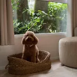 't Veluws Nest - Knus Veluwe - Hoenderloo, Honden Welkom * Hoenderloo