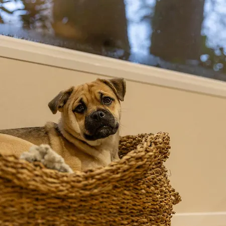 't Veluws Nest - Knus Veluwe - Hoenderloo, Honden Welkom *